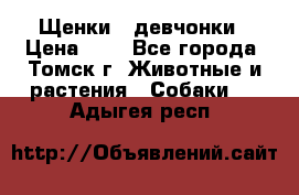 Щенки - девчонки › Цена ­ 2 - Все города, Томск г. Животные и растения » Собаки   . Адыгея респ.